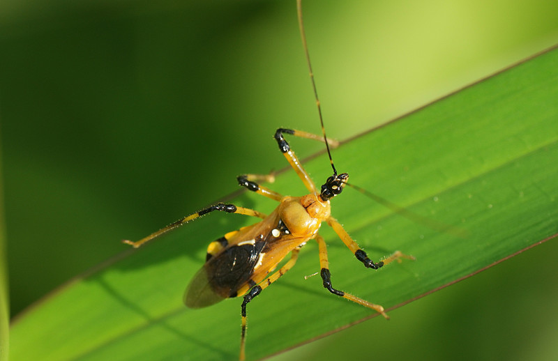 may 09 2435 assassin bug