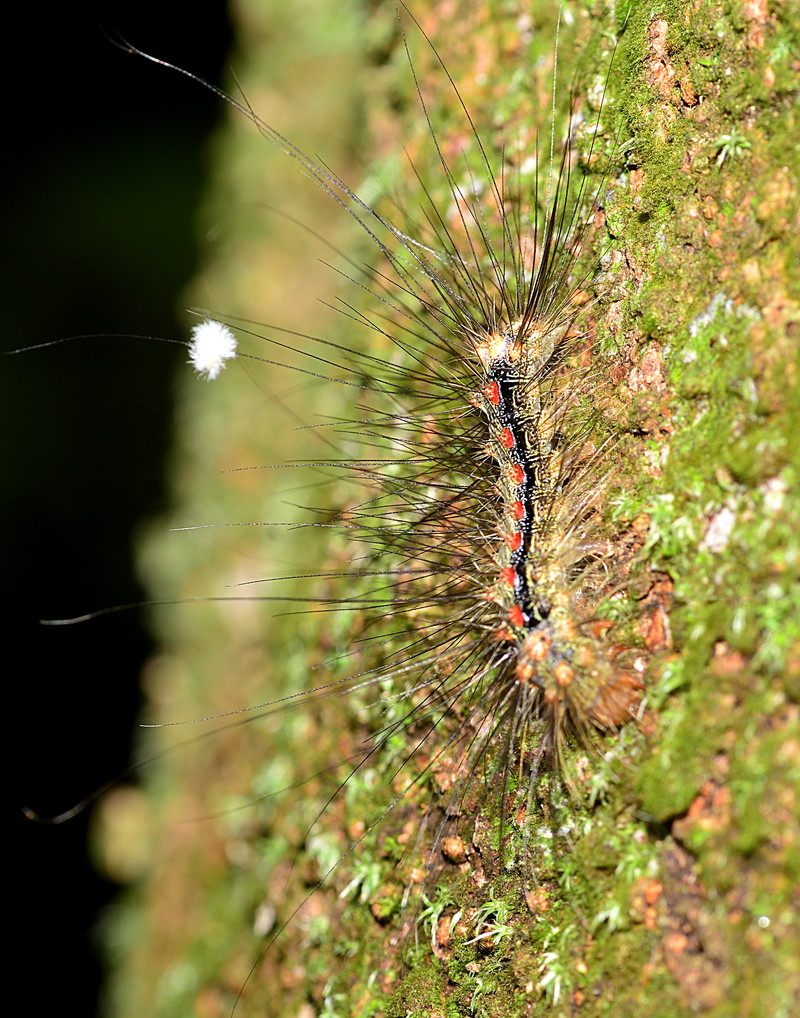Caterpillar body parts name image
