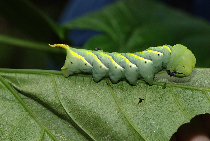 Short caterpillar facts image