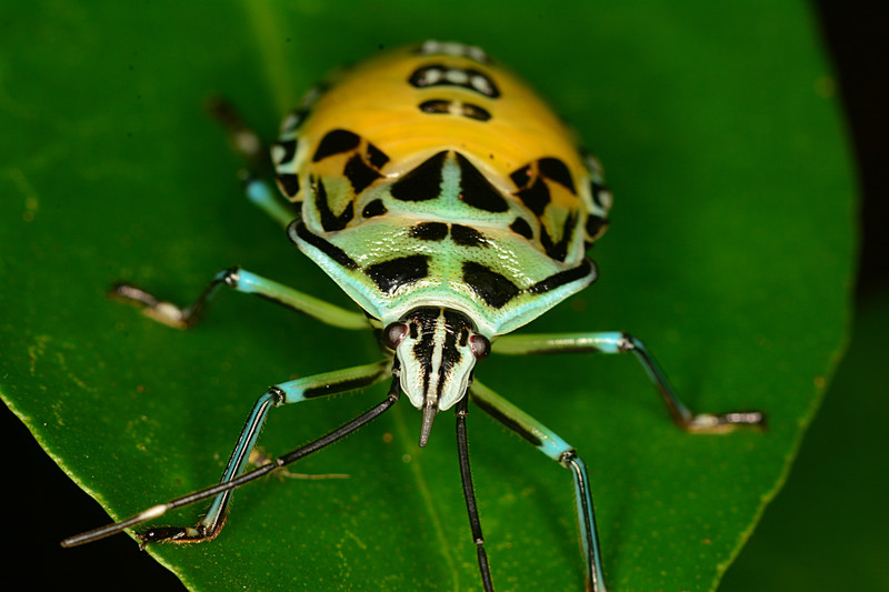 may 11 2401 shield bug