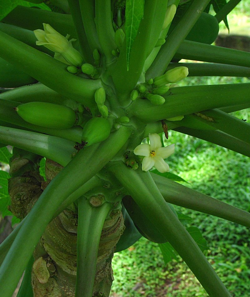 Papaya plant essay image