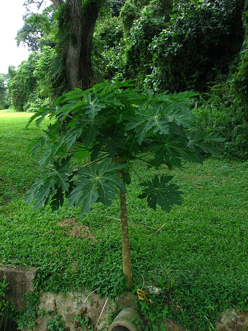 Hawaiian papaya plant picture