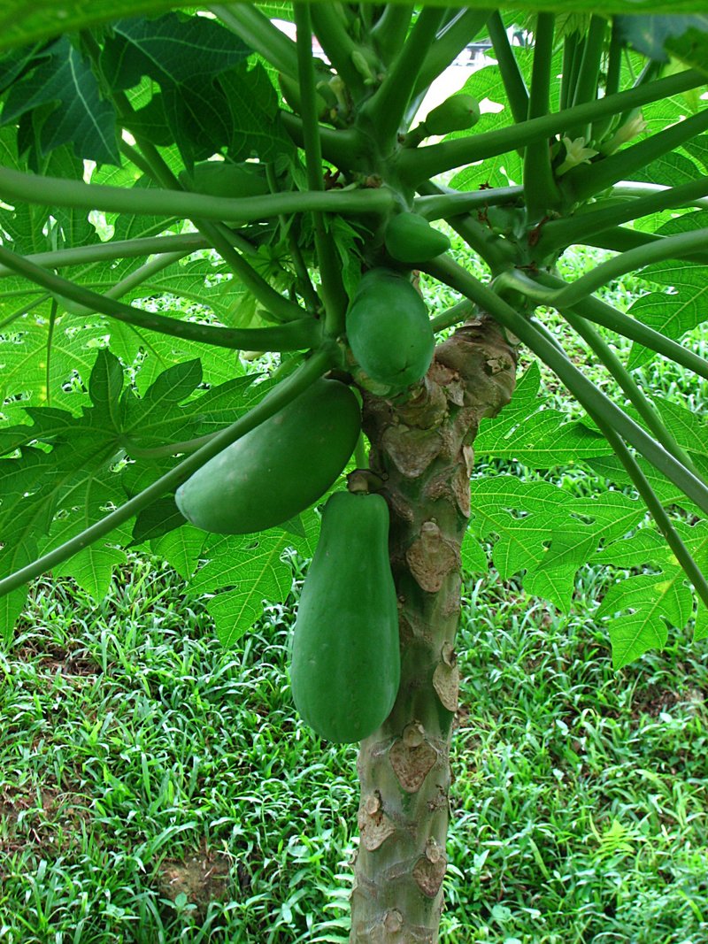 Characteristics of papaya picture