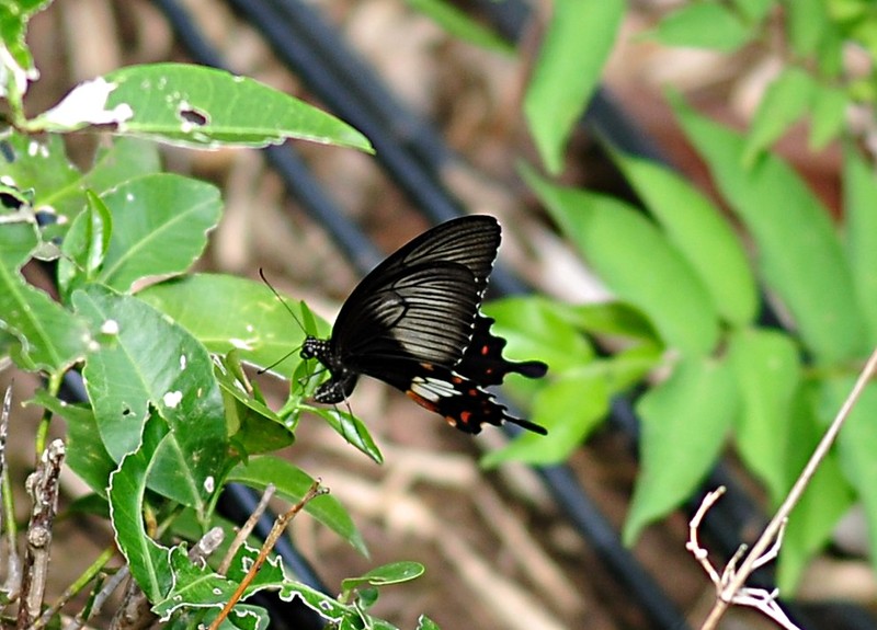 may 16 5499 butterfly