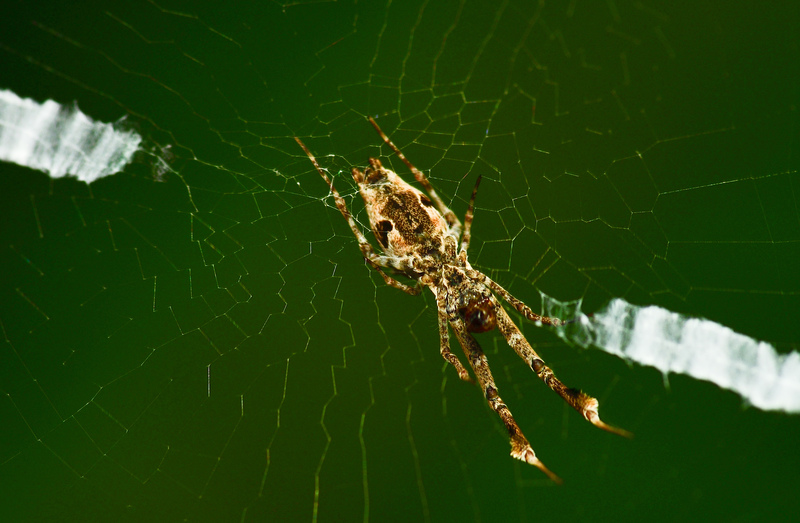 may 28 2393 ventral uloborus glomosus