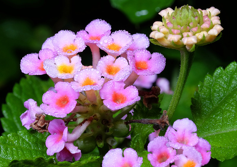 Lantana essays 07 picture