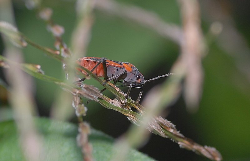 oct 08 6631 assassin bug