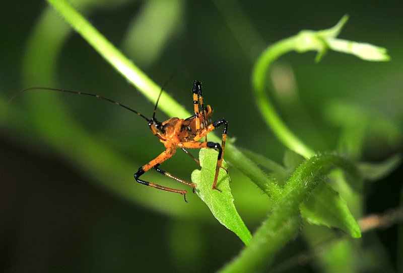 oct 12 1359 assassin bug