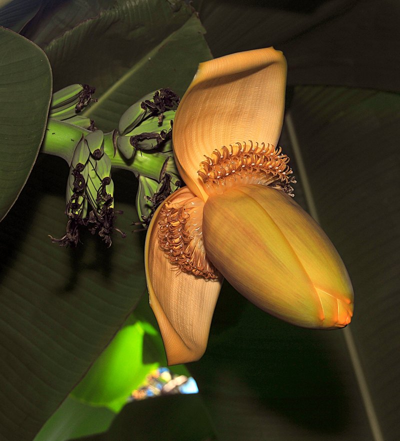 Research paper on banana flower picture