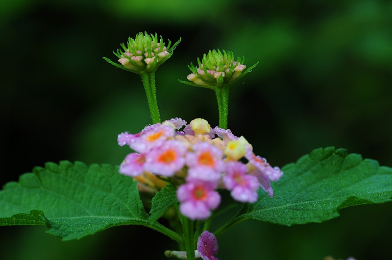 Lantana essays 06 picture