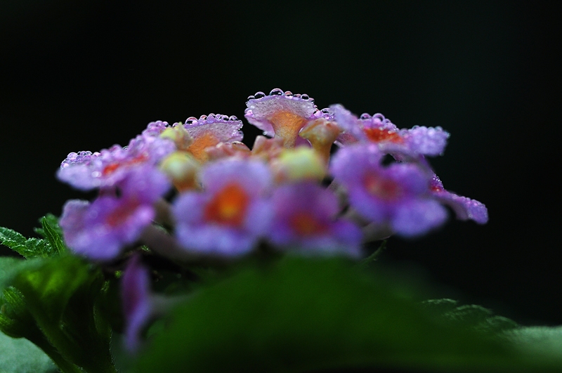 Lantana essays 08 image