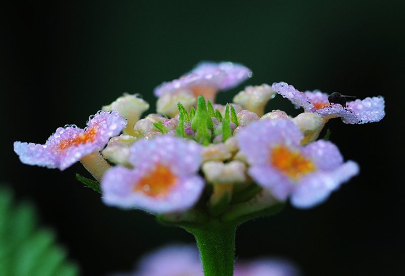 Lantana essays 05 picture