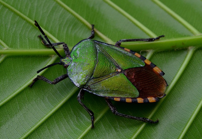 sep 10 8049 shield bug