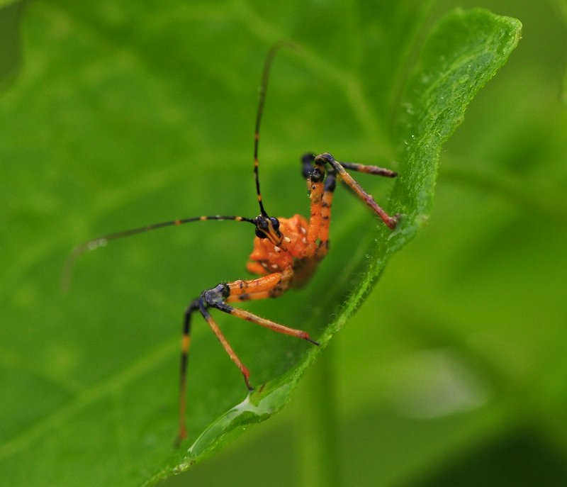 sep 11 9598 assassin bug