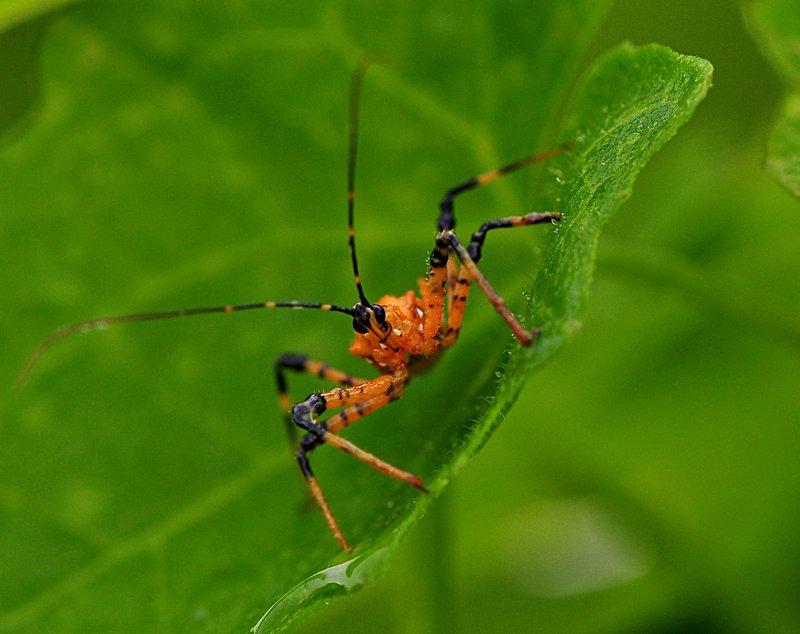 sep 11 9602 assassin bug