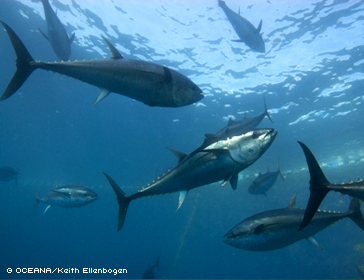 Protect Bluefin Tuna and Sharks from overfishing