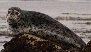 Save marine animals from offshore drilling