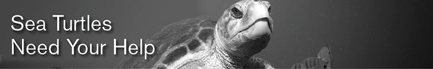Sea Turtles Need Your Help
