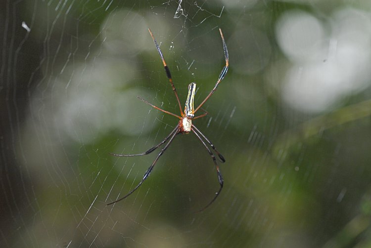 dec_29_2525_nephila_maculata.jpg