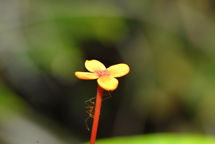 jan_01_3199_red_ant_flower.jpg