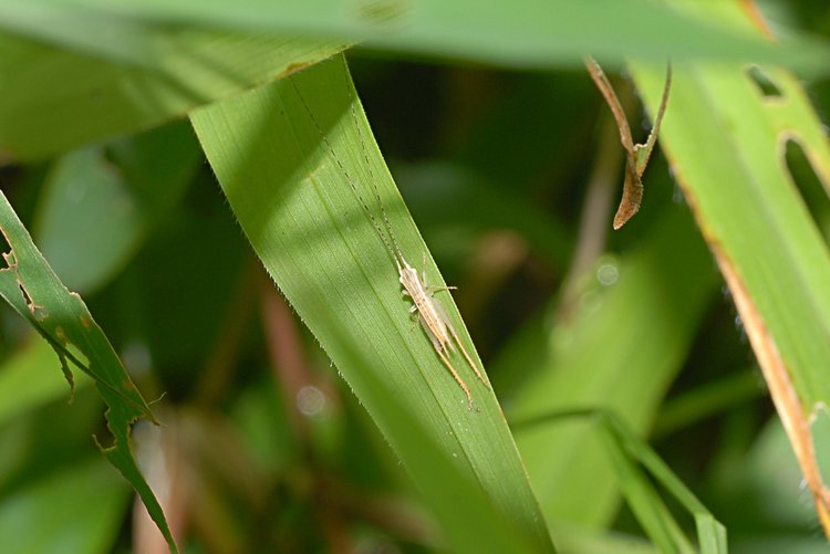 jan_13_4110_grasshopper.jpg