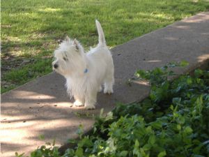 westie puppies dfw