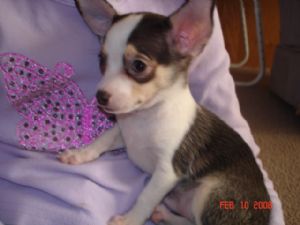 tricolor chihuahua puppies for sale