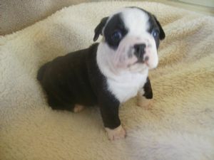 boston terrier puppies dfw