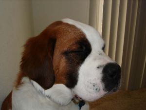 st bernard puppies for sale in nc bernard puppies for sale st bernard puppies for sale in nc bernard puppies for sale