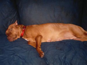 American Pit Bull Terrier Puppies In North Carolina American Pit Bull Terrier Puppies In North Carolina