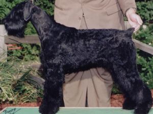 standard schnauzer for sale craigslist