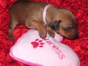 Miniature Pinscher Puppies in Florida