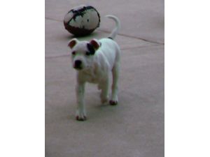 sbt puppies for sale