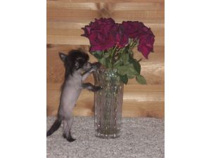 teacup chinese crested for sale