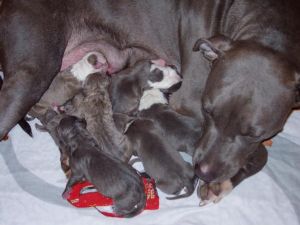 American Pit Bull Terrier Puppies In North Carolina American Pit Bull Terrier Puppies In North Carolina