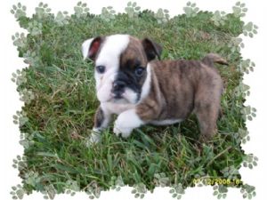 English Bulldog Puppies In Alabama