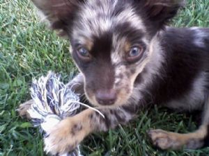 Chihuahua Puppies In Utah
