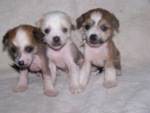 baby chinese crested