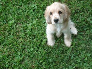 blonde spaniel puppy