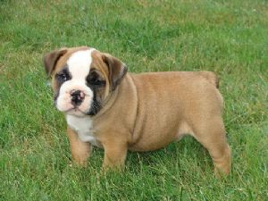 English Bulldog Puppies In Tennessee English Bulldog Puppies In Tennessee
