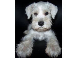 White Schnauzer Puppies