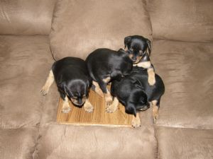 Miniature Pinscher Puppies in Texas