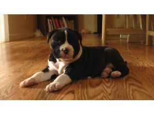 German Shepherd Attack Human