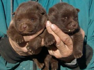 chocolate schipperke