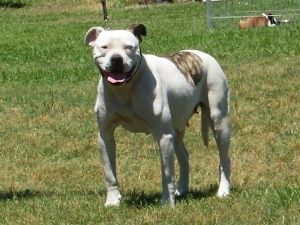 American Bulldog Puppies In Florida American Bulldog Puppies In Florida