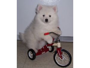 toy american eskimo dogs for sale