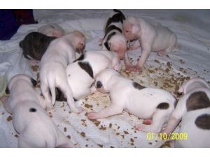 American Bulldog Puppies In Indiana