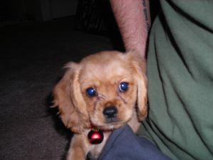 english toy spaniel puppy for sale