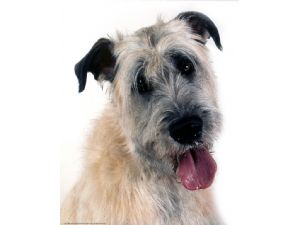 irish wolfhound puppies kijiji