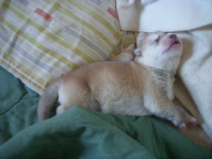 Timber Wolf Breeders